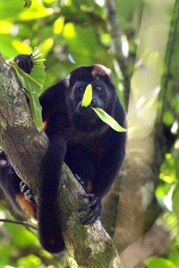 Finca La Paz - Sarapiqui Puerto Viejo de Sarapiqui Экстерьер фото